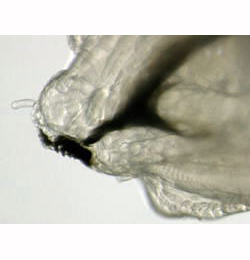 Phytomyza lappae larva,  lateral
